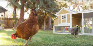 chickens lower paxton township